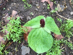 Trillium sessile