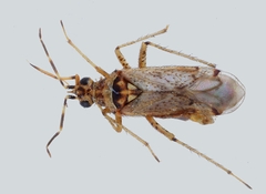 Dicyphus digitalidis