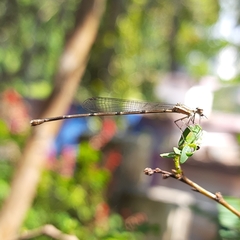 Prodasineura verticalis