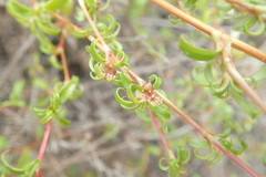 Cliffortia ferruginea