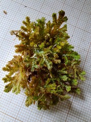 Selaginella sespillifolia