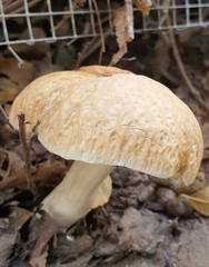 Cyclocybe aegerita
