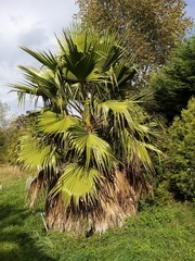 Livistona chinensis