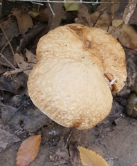 Cyclocybe aegerita