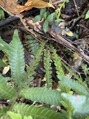 Steiropteris deltoidea