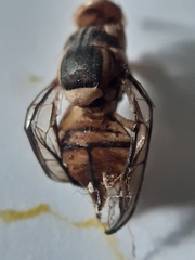 Bactrocera dorsalis