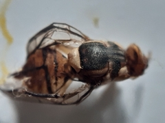 Bactrocera dorsalis