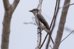 Pericrocotus cantonensis