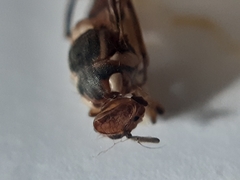 Bactrocera dorsalis