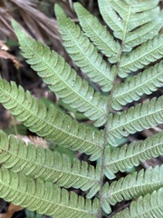 Steiropteris deltoidea