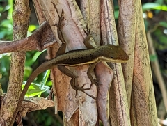 Anolis pulchellus