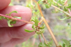 Cliffortia ferruginea