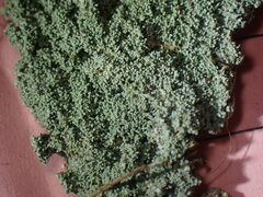 Lepraria subalbicans