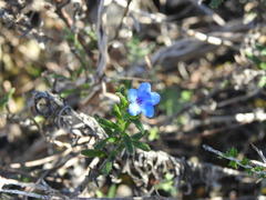 Glandora prostrata lusitanica