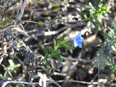 Glandora prostrata lusitanica