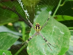 Argiope dang