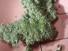 Lepraria subalbicans