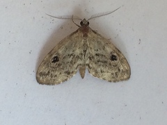 Melanomma auricinctaria