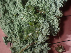 Lepraria subalbicans