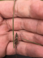 Muhlenbergia wrightii