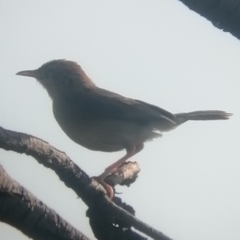Cisticola fulvicapilla