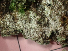 Lepraria subalbicans