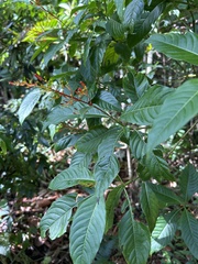Palicourea crocea