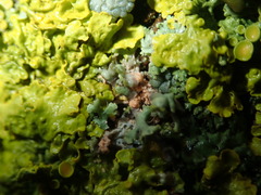 Erythricium aurantiacum