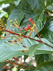 Palicourea crocea