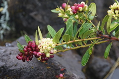 Vaccinioideae