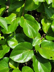 Stigmaphyllon convolvulifolium