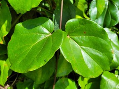 Stigmaphyllon convolvulifolium