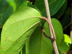 Stigmaphyllon convolvulifolium