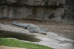 Crocodylia