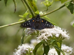 Pyrrhopyge erythrosticta