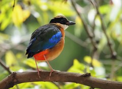 Pitta moluccensis