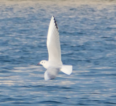 Chroicocephalus ridibundus