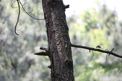 Pericrocotus cantonensis