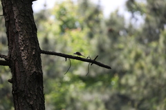 Pericrocotus cantonensis