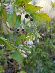 Chromolaena odorata