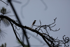 Pericrocotus cantonensis