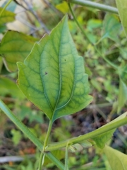 Chromolaena odorata