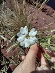 Nicotiana paa