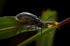 Lagria ventralis