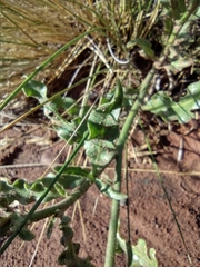 Nicotiana paa