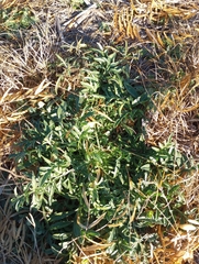 Ratibida columnifera