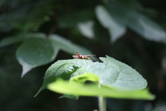 Xenocatantops brachycerus