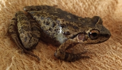 Thoropa miliaris