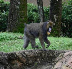Mandrillus sphinx