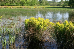 Euphorbia palustris